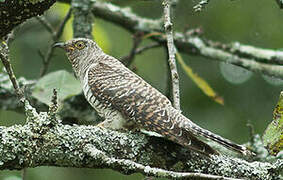 Common Cuckoo