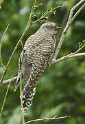 Common Cuckoo