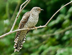 Common Cuckoo