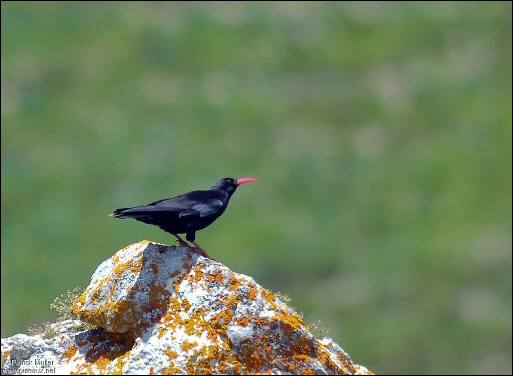 Red-billed Chough, Behaviour