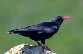 Red-billed Chough