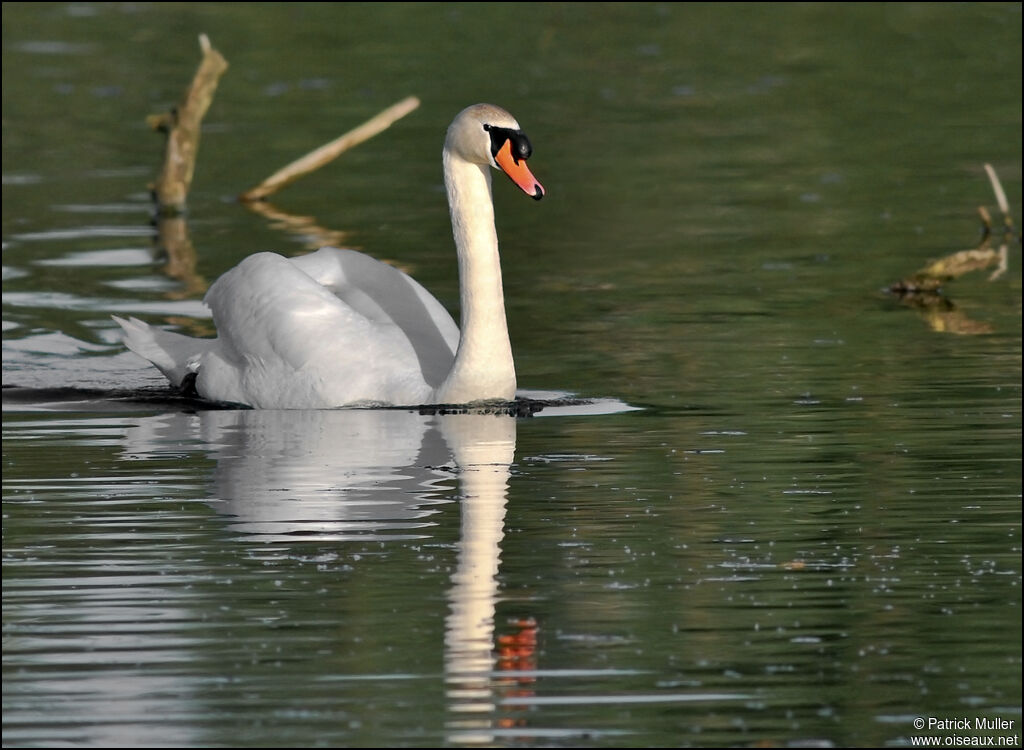 Mute Swan