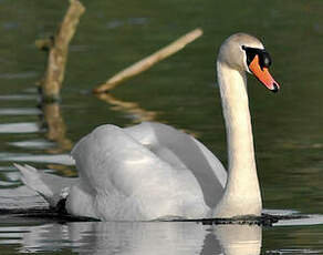 Cygne tuberculé