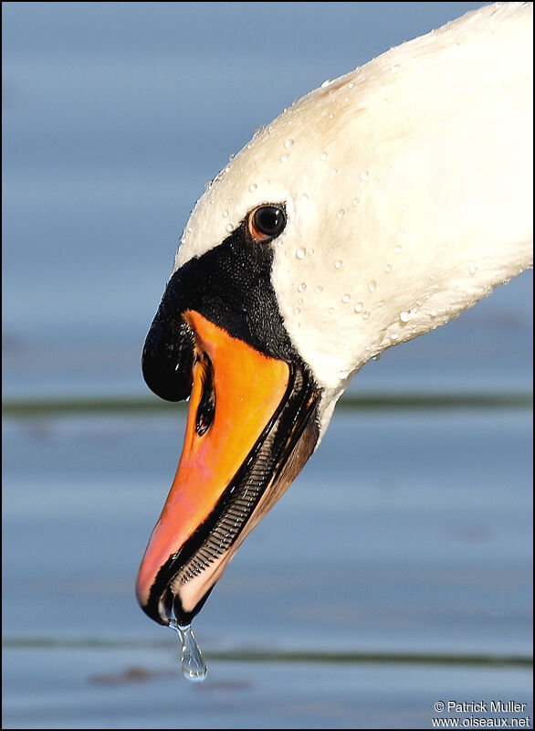 Cygne tuberculé