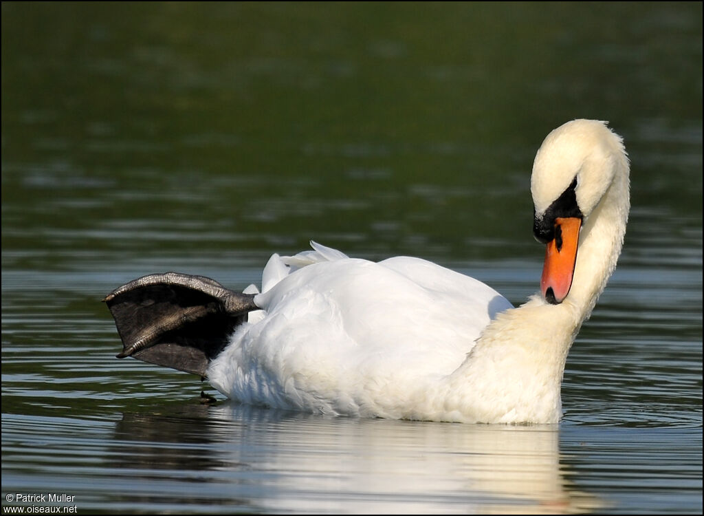 Cygne tuberculé