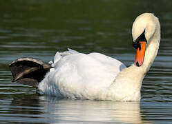 Cygne tuberculé