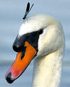 Mute Swan