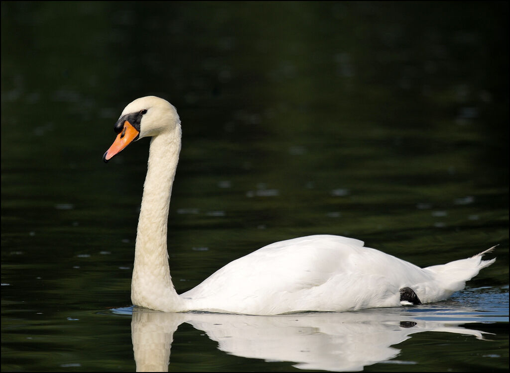 Cygne tuberculé