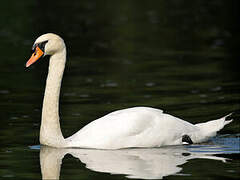 Cygne tuberculé