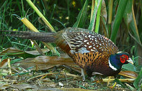 Common Pheasant