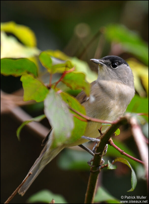 Eurasian Blackcap male, Behaviour