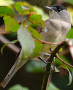 Eurasian Blackcap