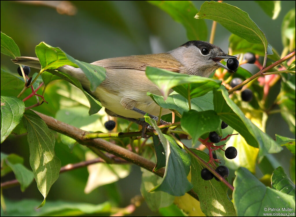 Eurasian Blackcap, feeding habits