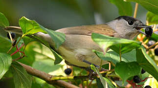 Eurasian Blackcap