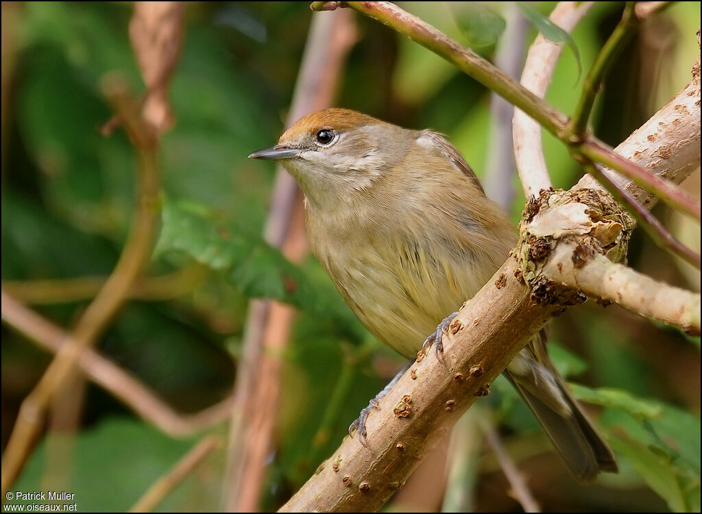 Eurasian Blackcap female, Behaviour