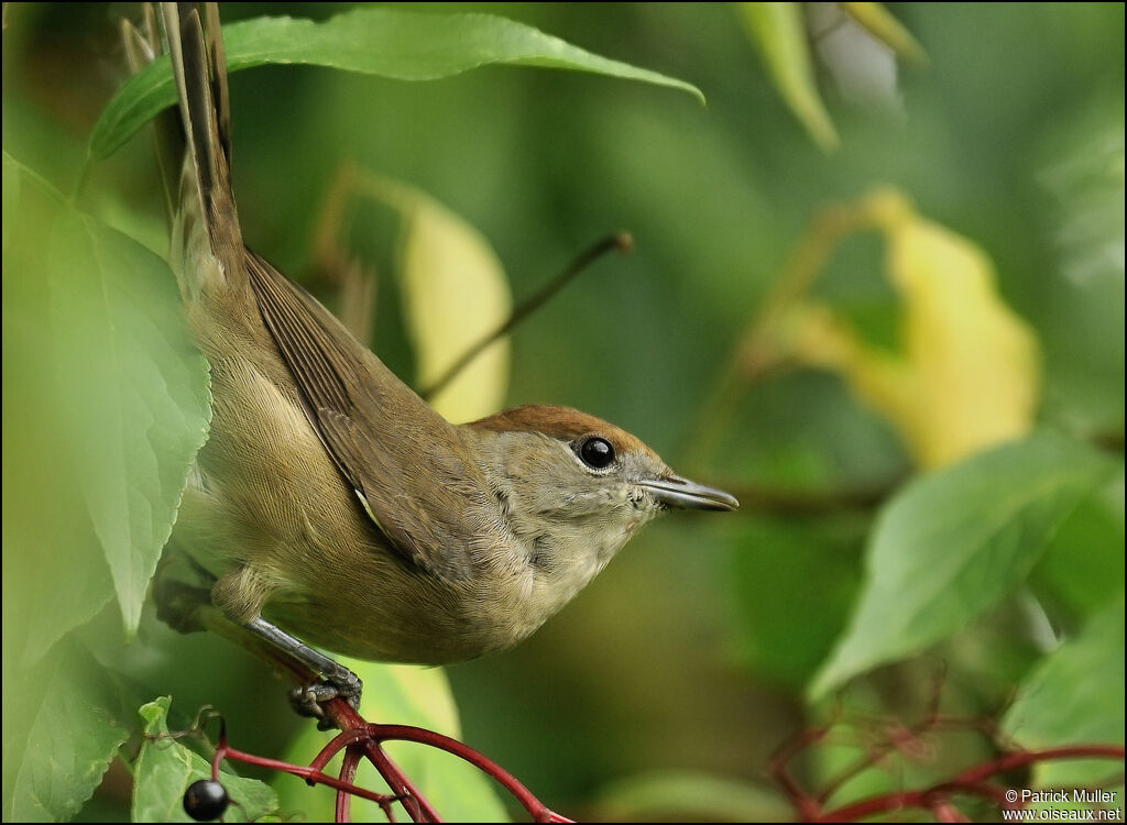 Eurasian Blackcap female, Behaviour