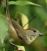 Eurasian Blackcap