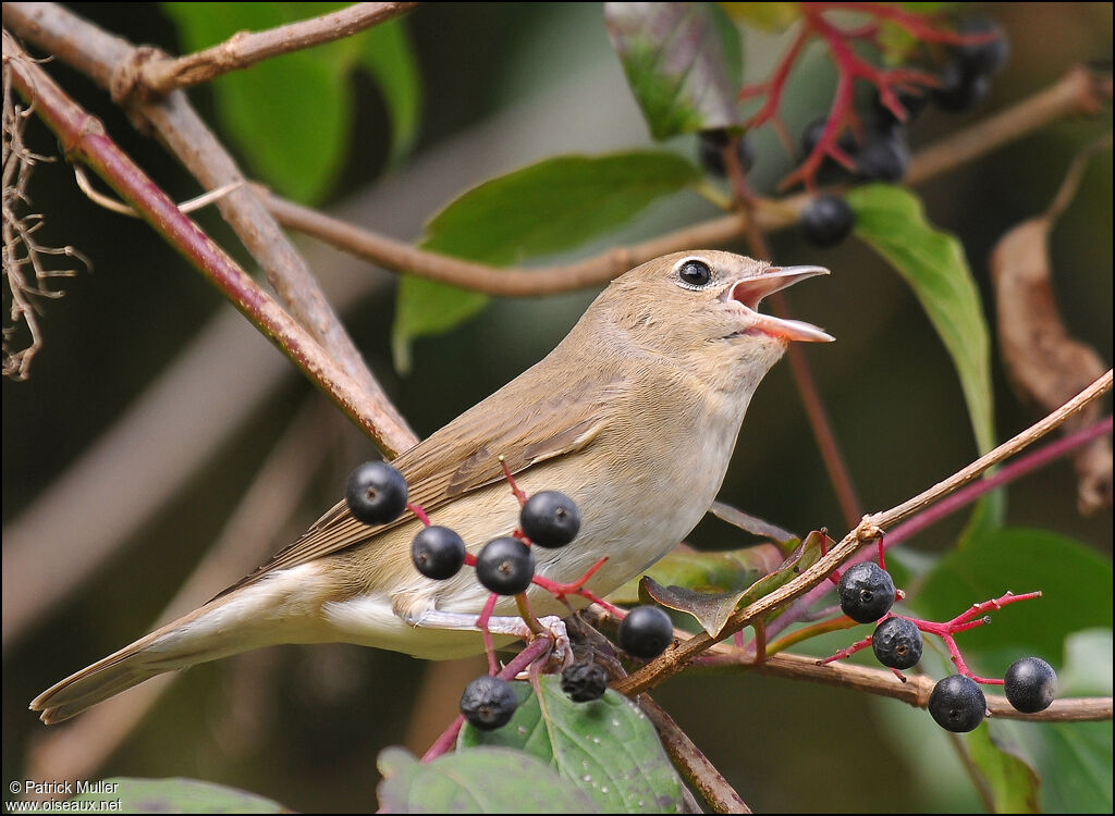 Garden Warbler, Behaviour