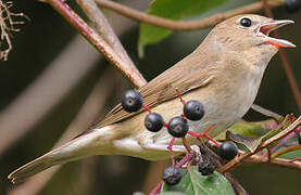 Garden Warbler