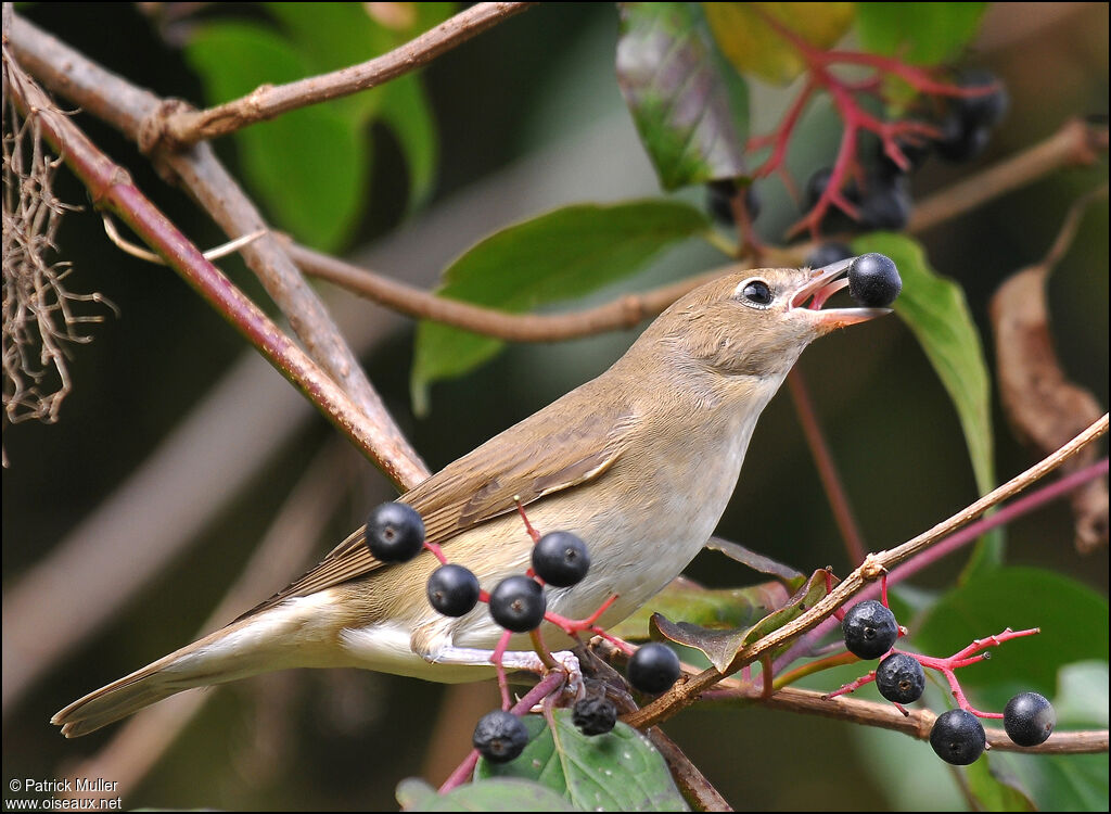 Garden Warbler, feeding habits