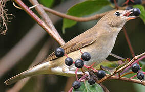 Garden Warbler