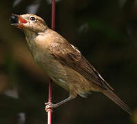 Garden Warbler