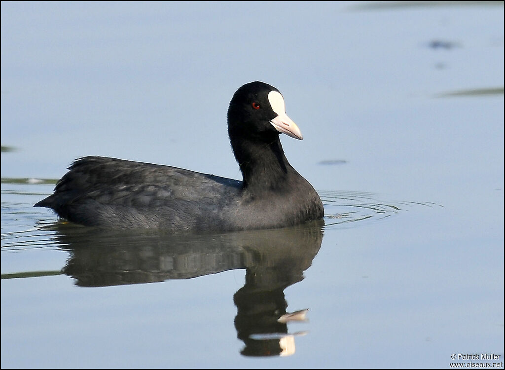 Eurasian Coot, Behaviour