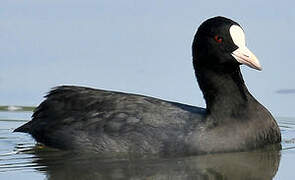 Eurasian Coot