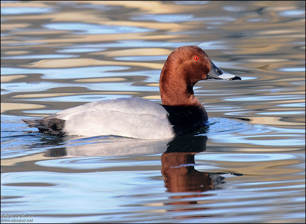 Common Pochard male, Behaviour