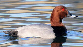 Common Pochard