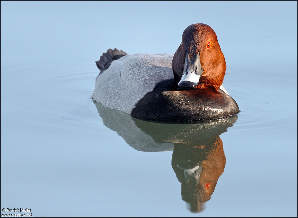 Common Pochard male, Behaviour