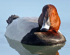 Common Pochard