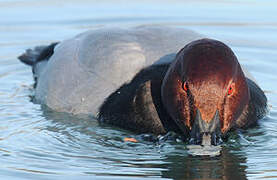 Common Pochard