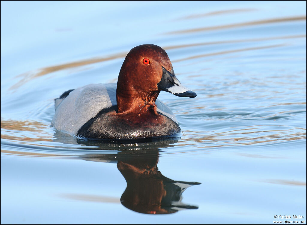 Common Pochard male, Behaviour