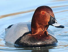 Common Pochard