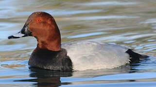 Common Pochard