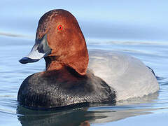 Common Pochard