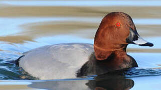 Common Pochard