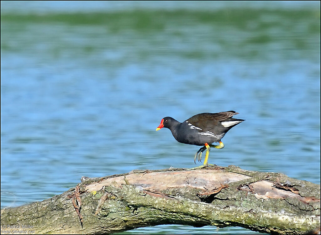 Gallinule poule-d'eau, Comportement