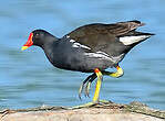 Gallinule poule-d'eau