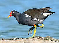 Gallinule poule-d'eau