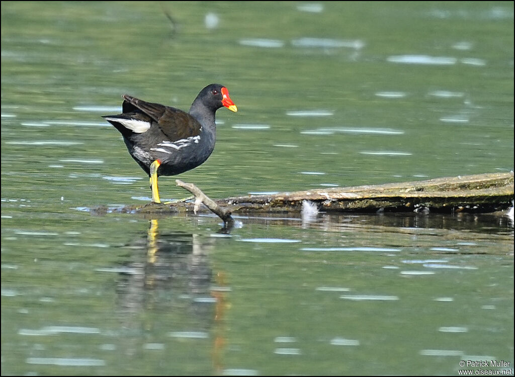 Gallinule poule-d'eau