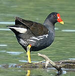 Gallinule poule-d'eau