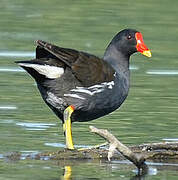 Common Moorhen