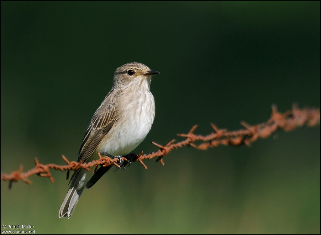 Spotted Flycatcher, Behaviour