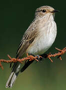 Spotted Flycatcher