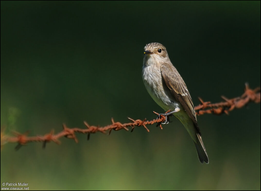 Spotted Flycatcher, Behaviour