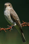 Spotted Flycatcher