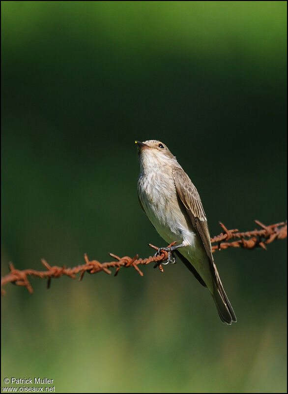 Spotted Flycatcher, Behaviour