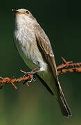 Spotted Flycatcher